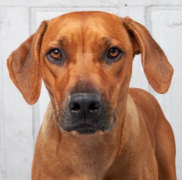 Hundetreffen-Ridgeback Spielkameraden-Profilbild