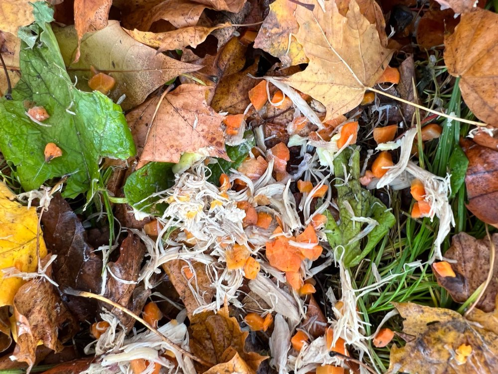 Giftköder-Vermutlich Giftköder-Profilbild