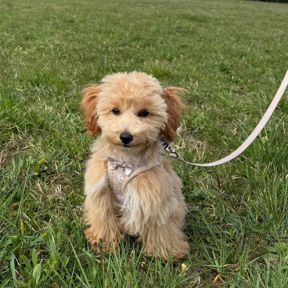 Hundetreffen-Playdate / Welpentreffen kleine hunde-Profilbild
