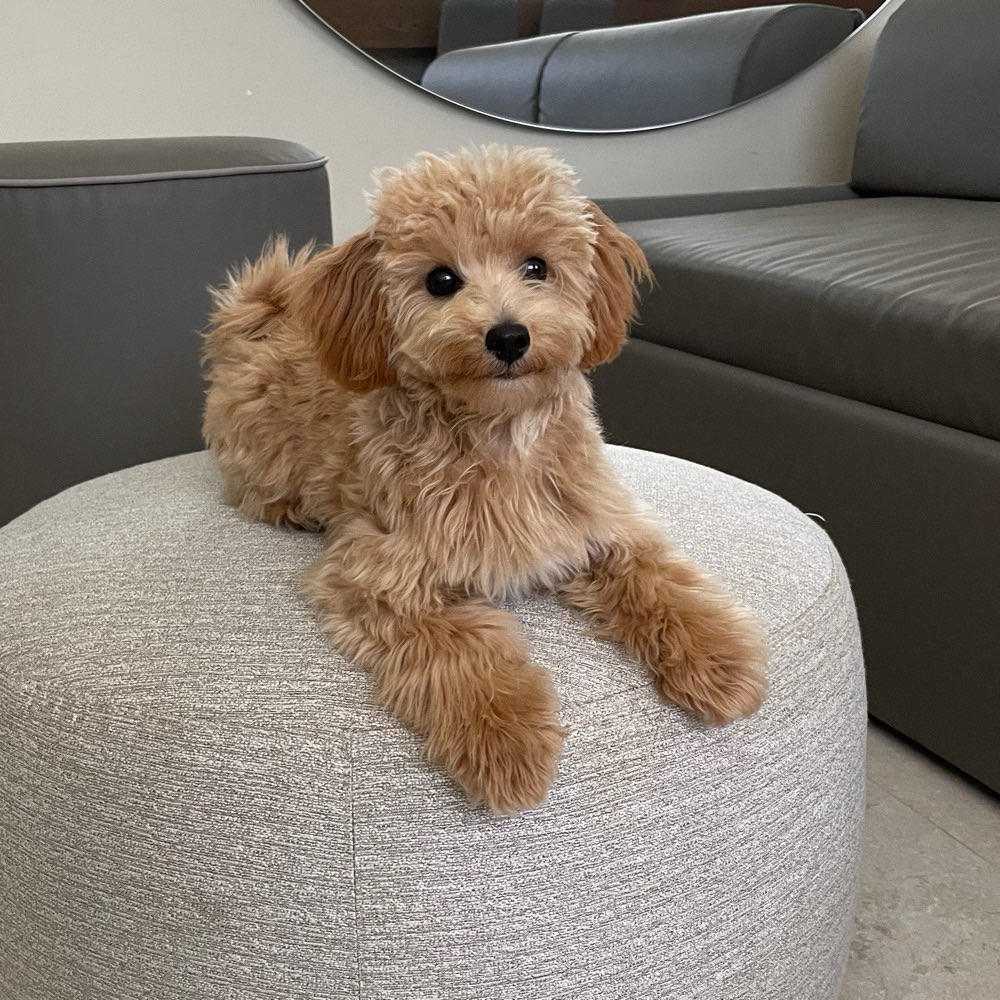 Hundetreffen-Playdate / kleine hunde-Profilbild