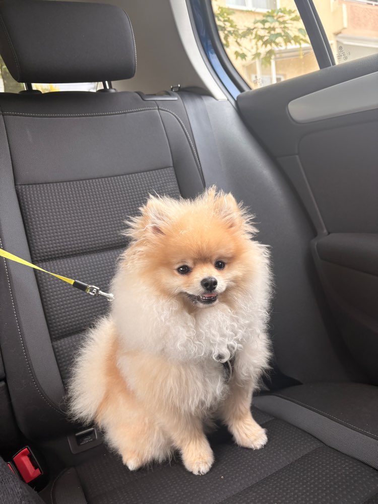Hundetreffen-Treff zum spielen.-Profilbild