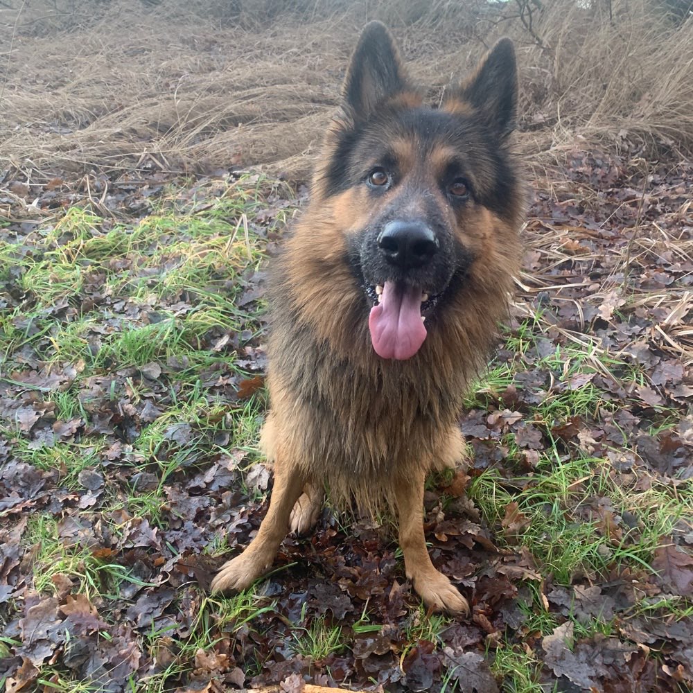 Hundetreffen-Neue Hundefreunde für Social Walks & vllt spielen-Profilbild