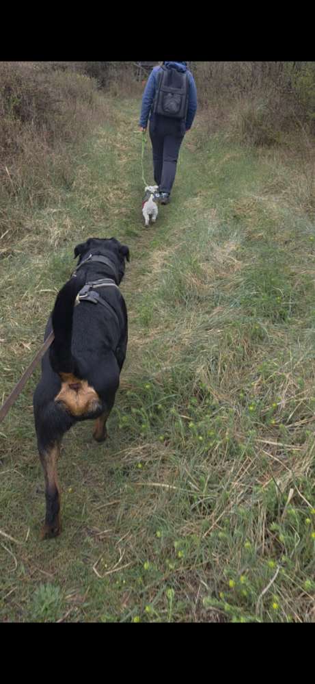 Hundetreffen-Wer hat Lust auf ein social walk?-Profilbild