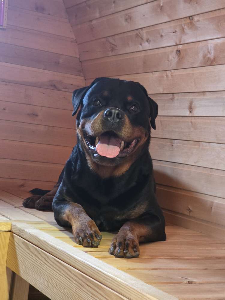 Hundetreffen-Social walks-Profilbild