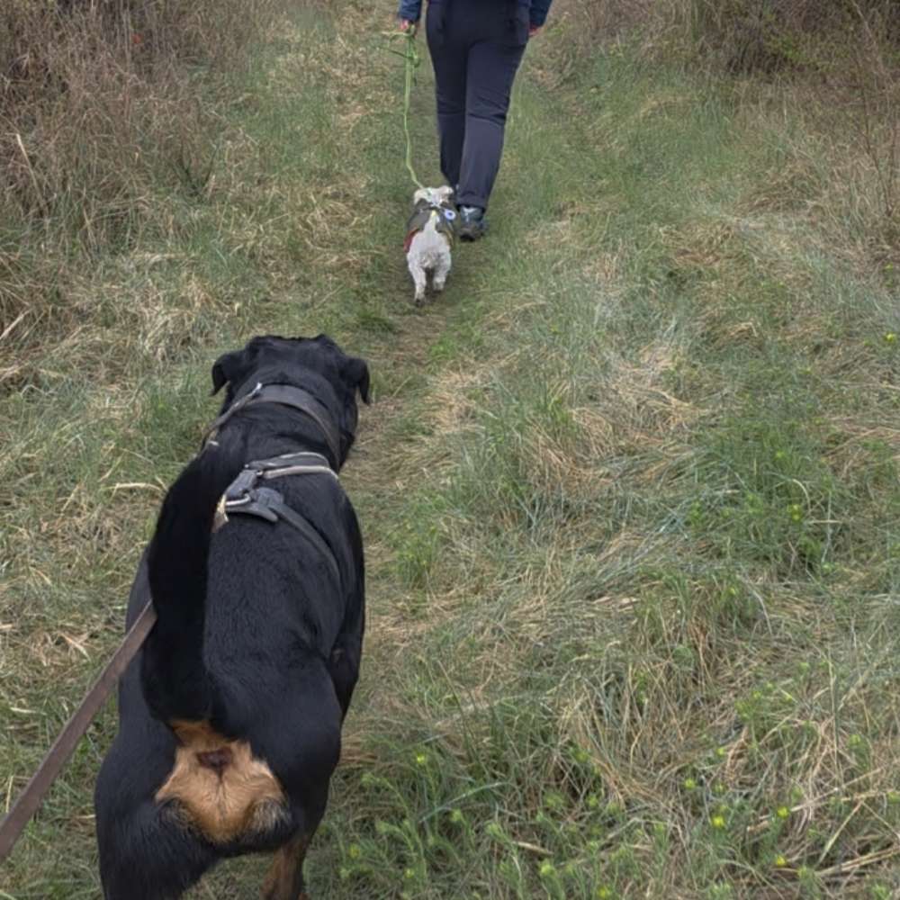 Hundetreffen-Gassirunde / social walk-Profilbild