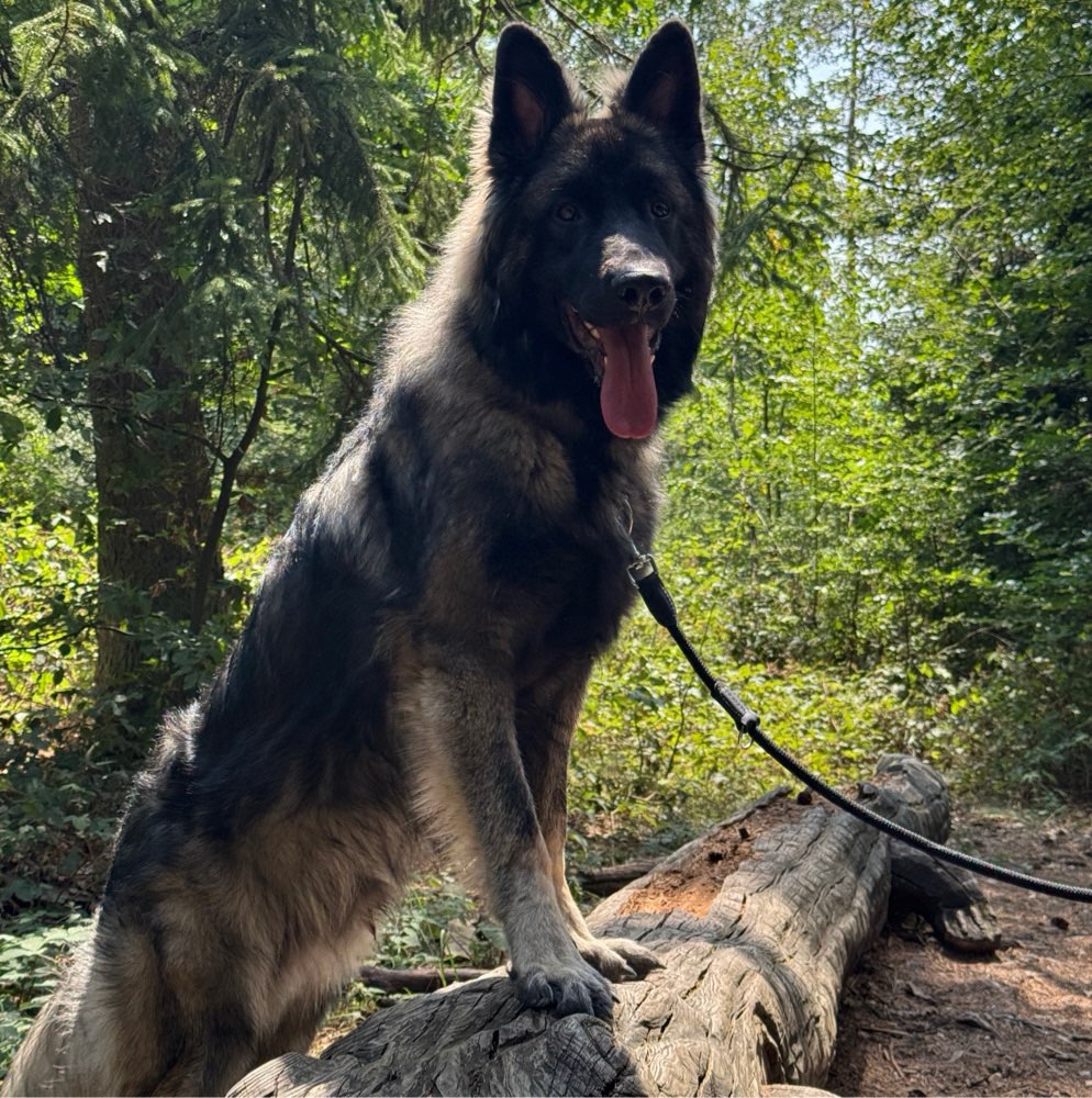 Hundetreffen-gemeinsam trainieren🐾-Profilbild