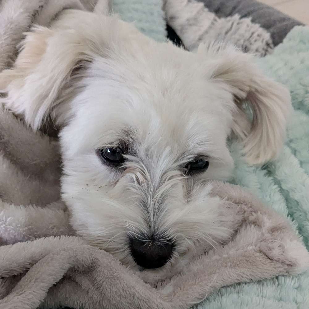 Hundetreffen-Spielkameraden gesucht-Profilbild