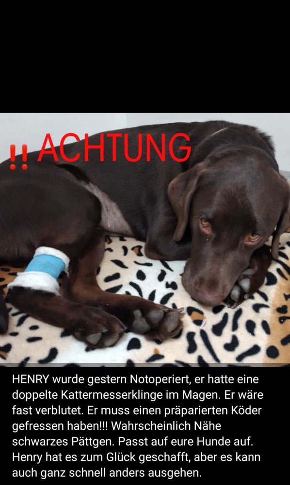 Giftköder-Köder mit cuttermesser klingen-Profilbild