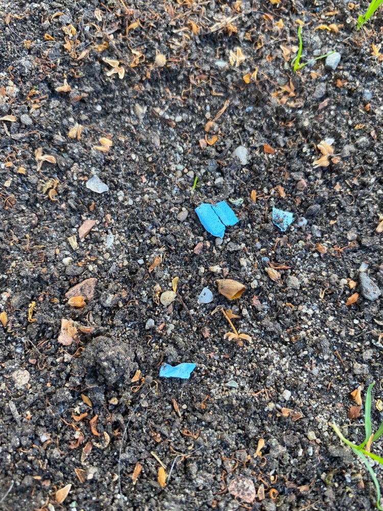 Giftköder-Hund an Rattengift gestorben-Profilbild