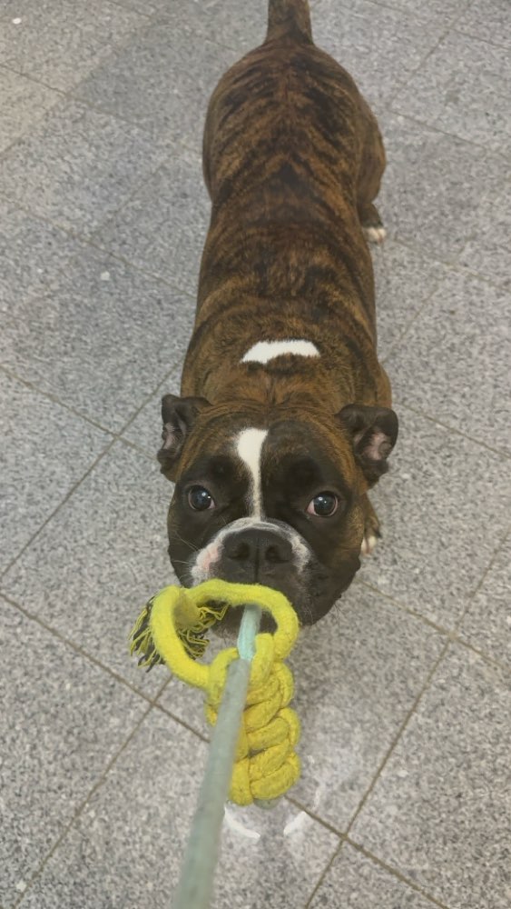 Hundetreffen-Spiele runde-Profilbild