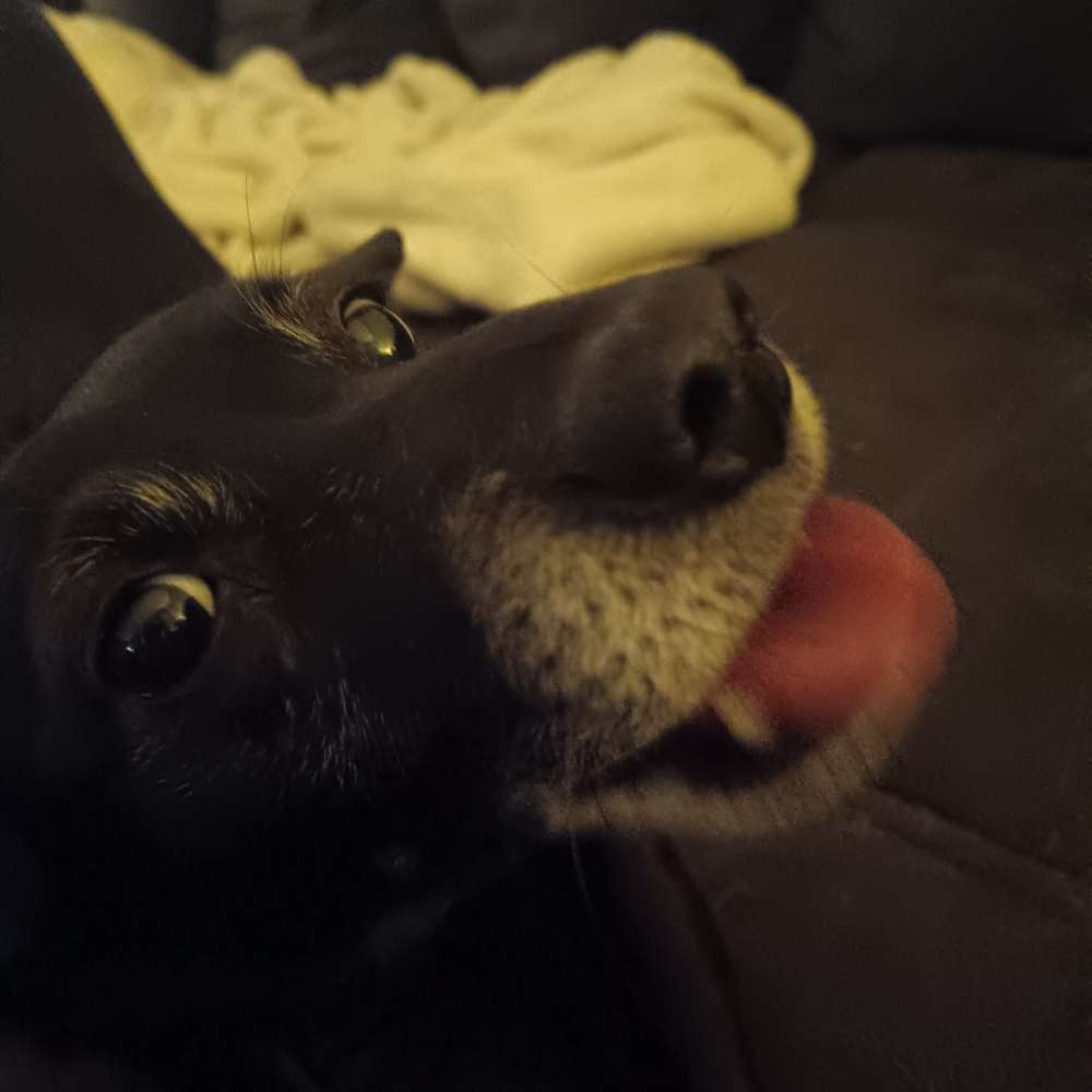 Hundetreffen-Gemeinsame Gassi Runde - Mit Leine-Profilbild