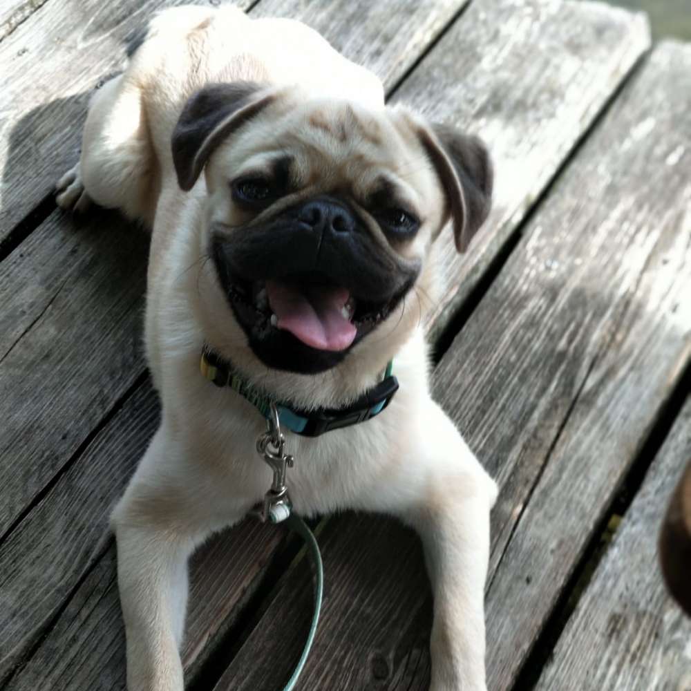 Hundetreffen-Pelle sucht Begleitung für Spaziergänge-Profilbild