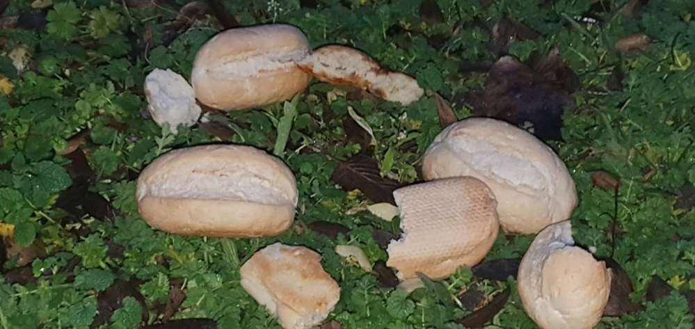 Giftköder-Eventuell gefahr-Profilbild