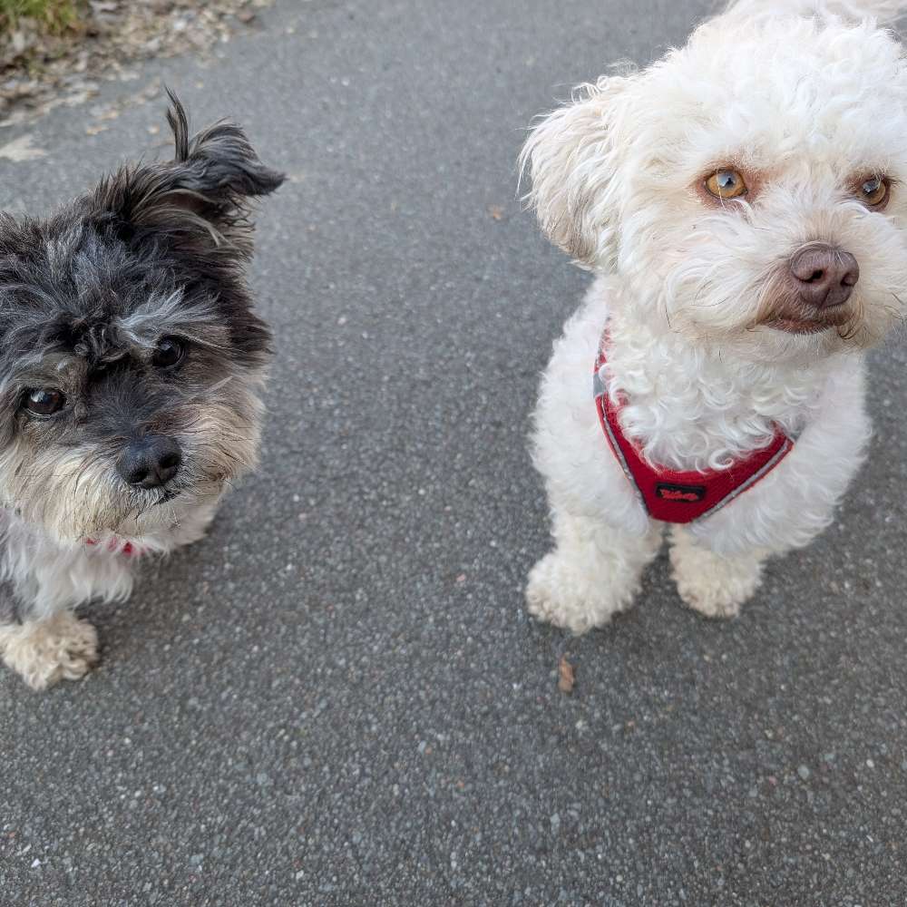 Hundetreffen-Spielrunden-Profilbild