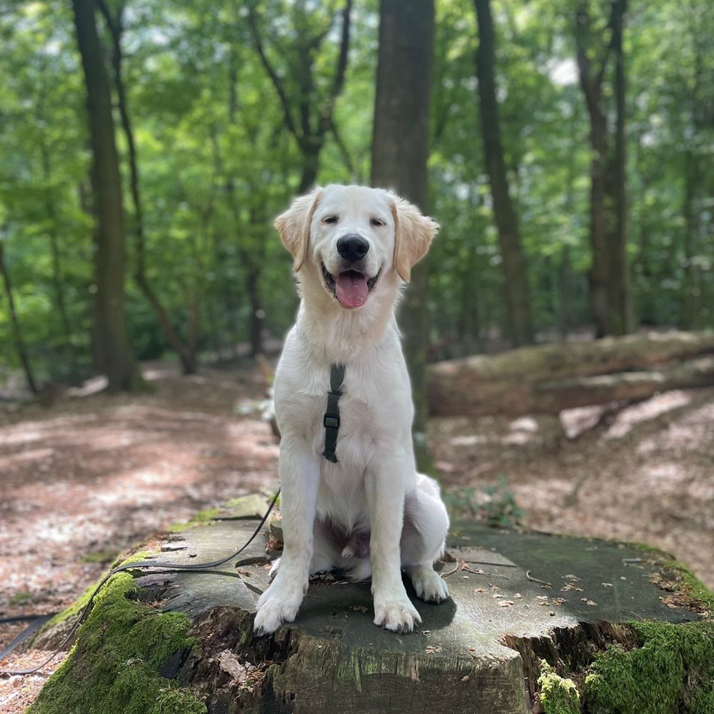 Hundetreffen-Charlie sucht Hundefreunde-Profilbild