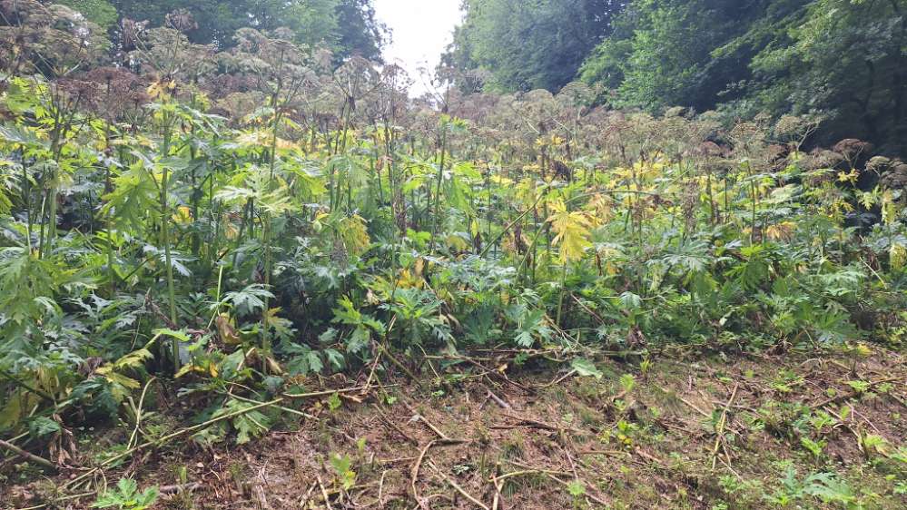 Giftköder-Riesen Bärenklau-Profilbild