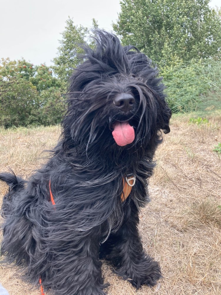 Hundetreffen-Spiel und Tobetreffen um Scharnebeck rum-Profilbild