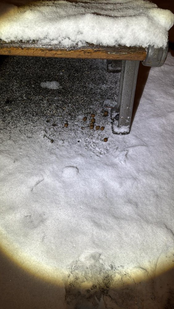 Giftköder-Hundefutter (giftig?) in Den Wallanlagen-Profilbild