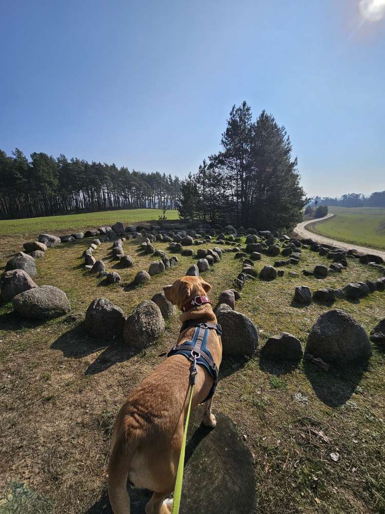 Hundetreffen-Playdates in Pankow & Umgebung-Profilbild