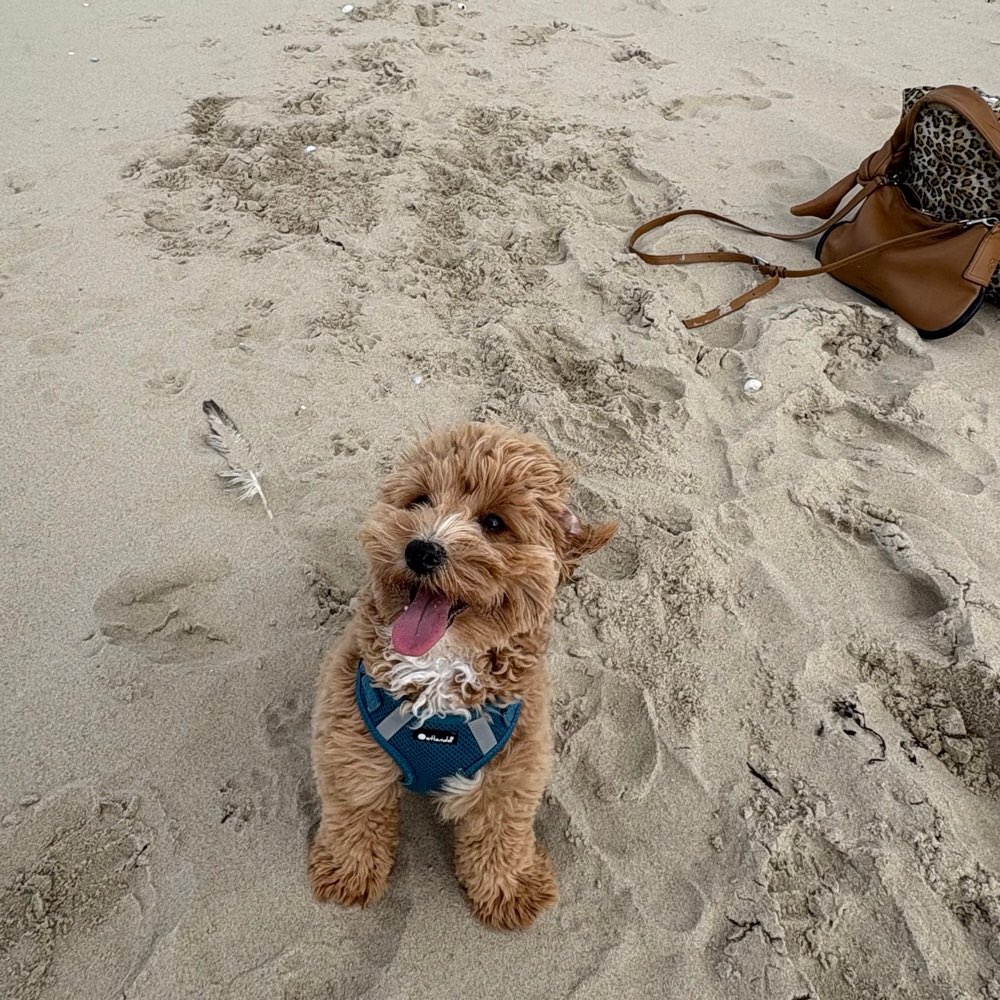 Hundetreffen-Spielrunde in PB 🎾-Profilbild