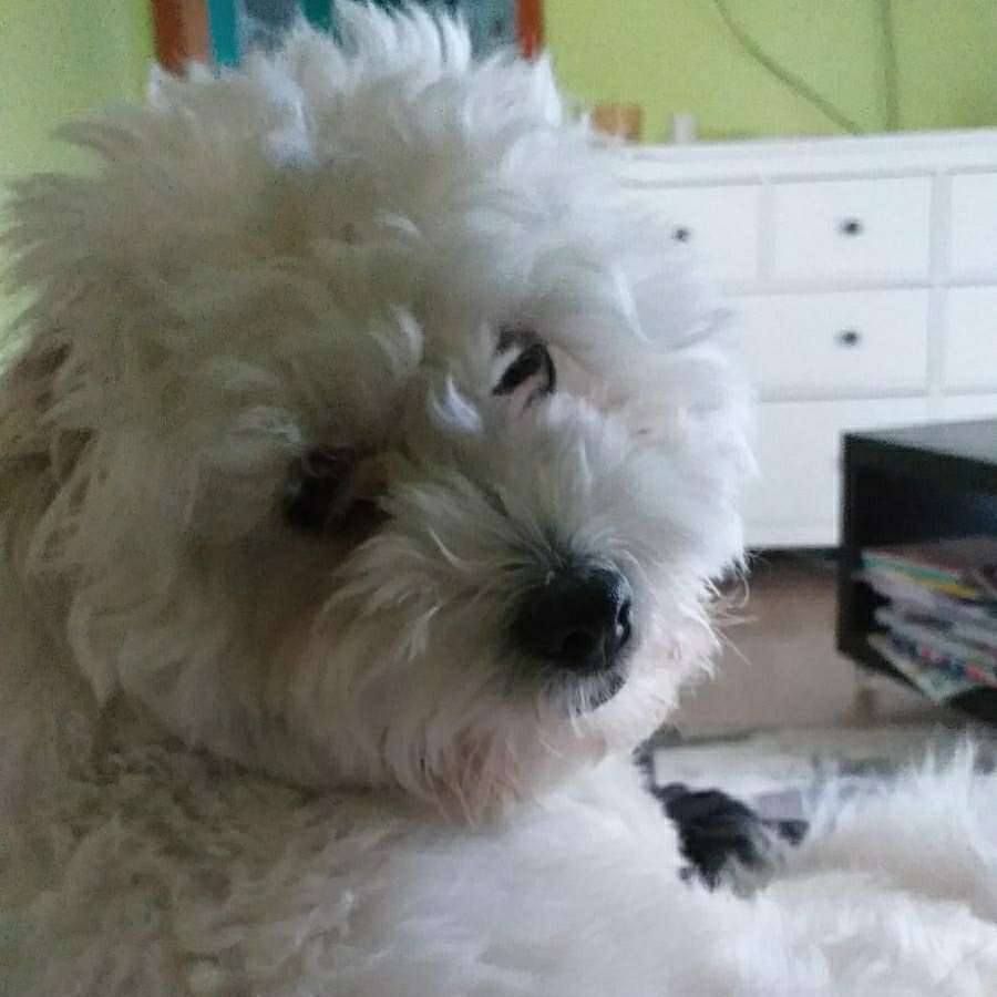 Hundetreffen-Spielen und toben-Profilbild