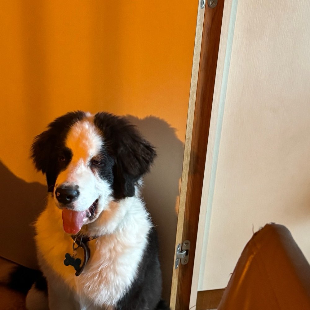 Hundetreffen-Welpentreffen Junghund-Profilbild
