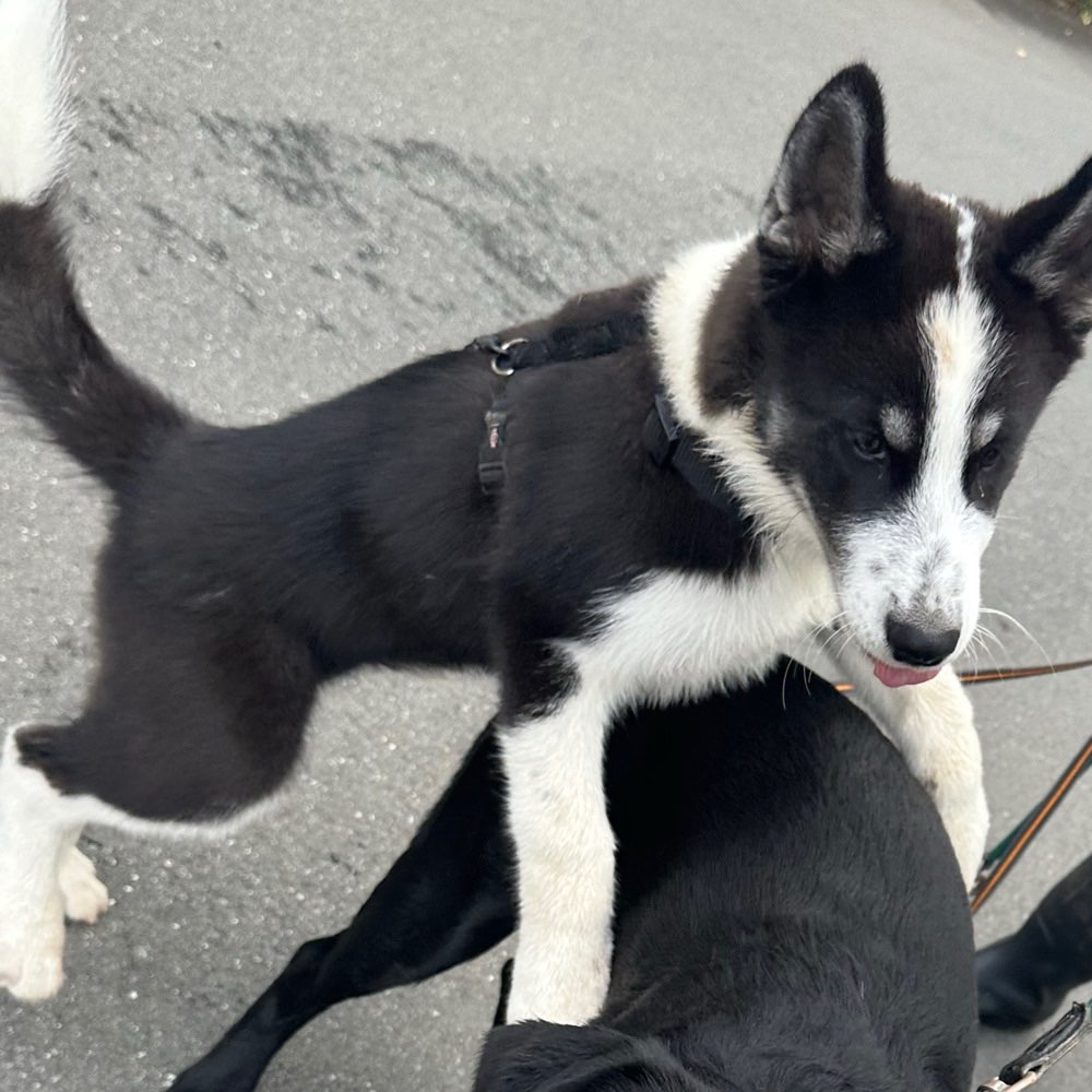 Hundetreffen-Husky treffen-Profilbild