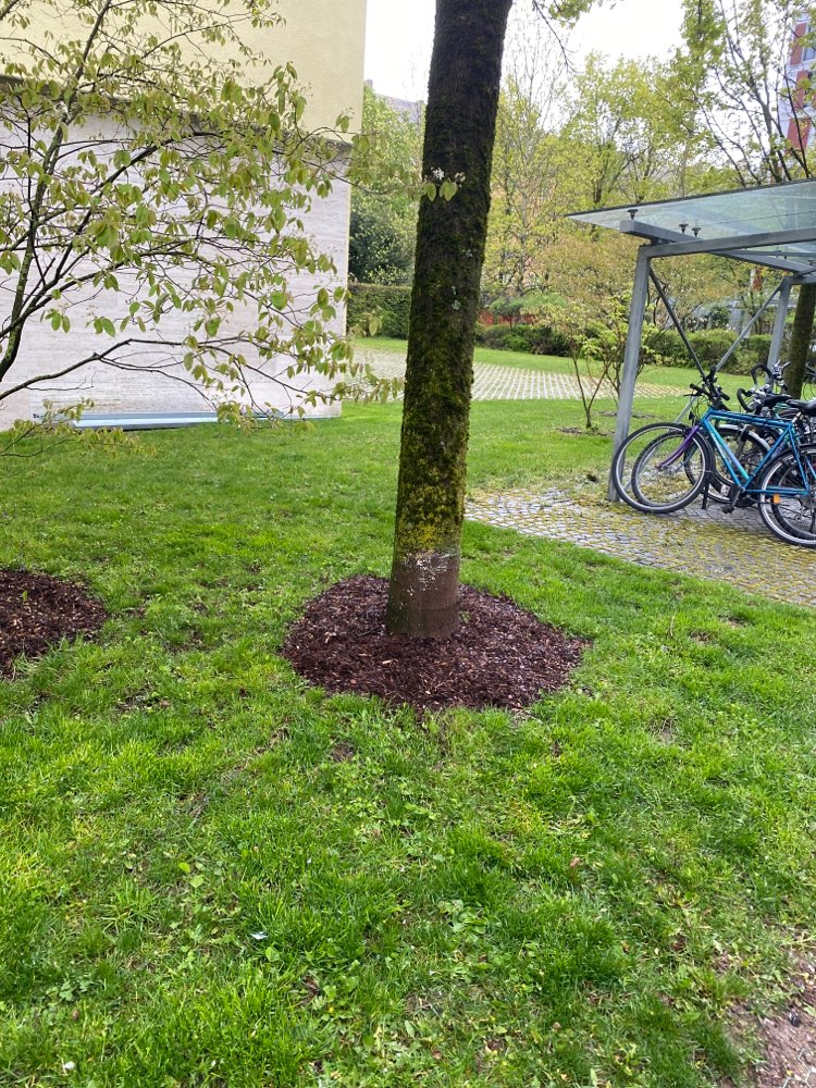 Giftköder-Hundefutter im Rindenmulch-Profilbild