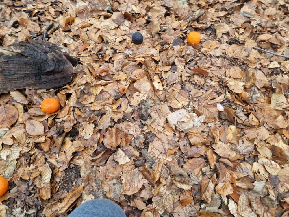 Giftköder-Hundefutter und Mettwurst im Wald-Profilbild