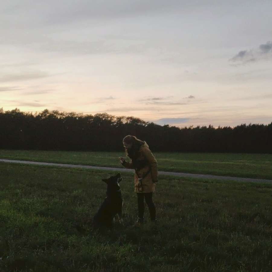 Hundetreffen-Hundebekanntschaften gesucht🐾-Profilbild