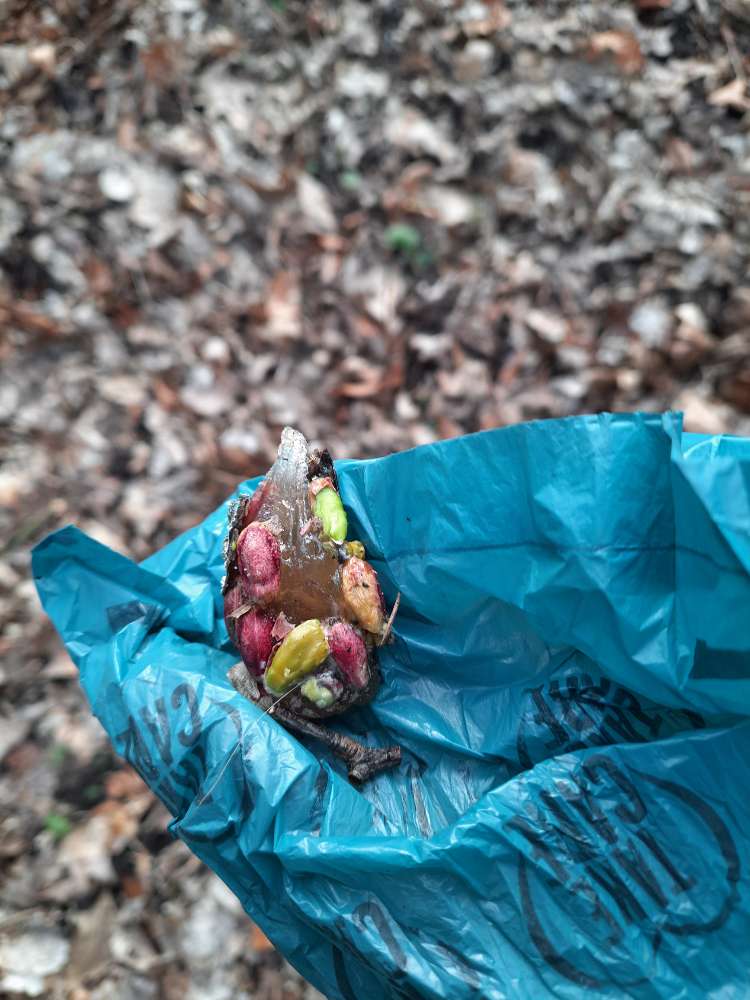 Giftköder-Komische Substanz mit Pistazien-Profilbild