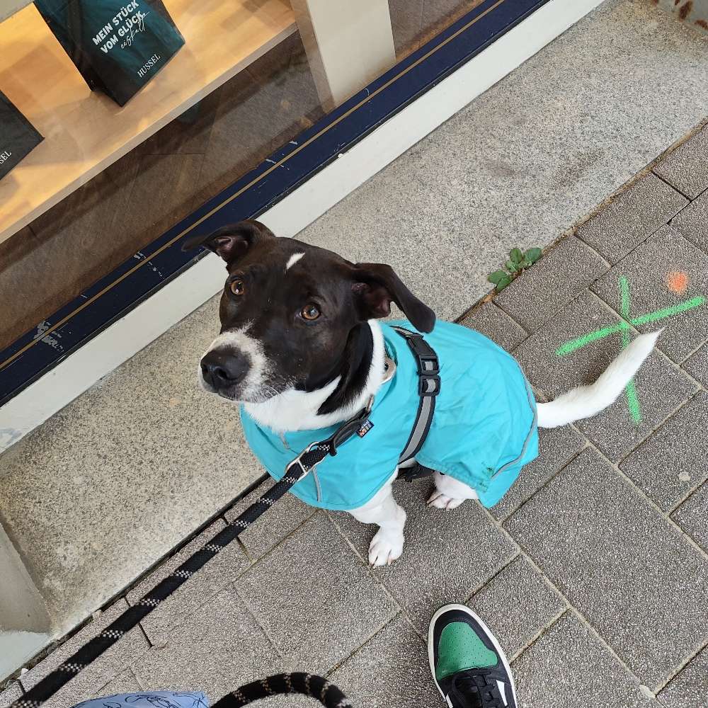 Hundetreffen-Gassi gehen ohne Leinen Kontakt 😊-Profilbild