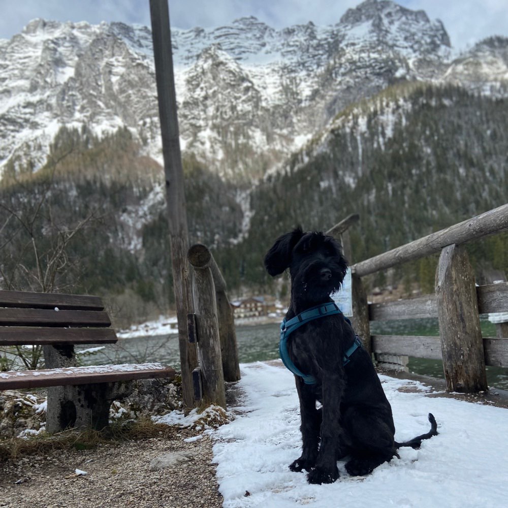 Hundetreffen-Auf der Suche nach sozialen Kontakten-Profilbild