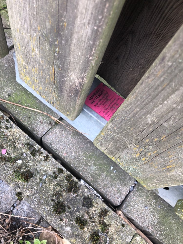 Giftköder-Rattengift ausgelegt direkt am Bordstein-Profilbild