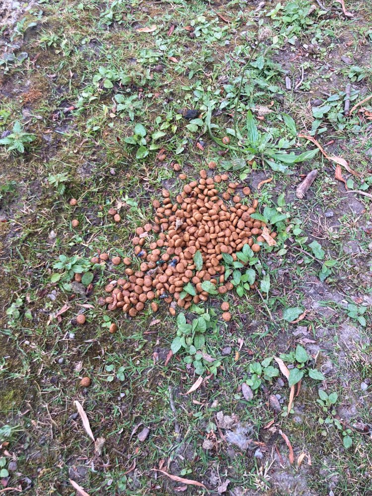 Giftköder-Hundefutter auf einem Haufen-Profilbild