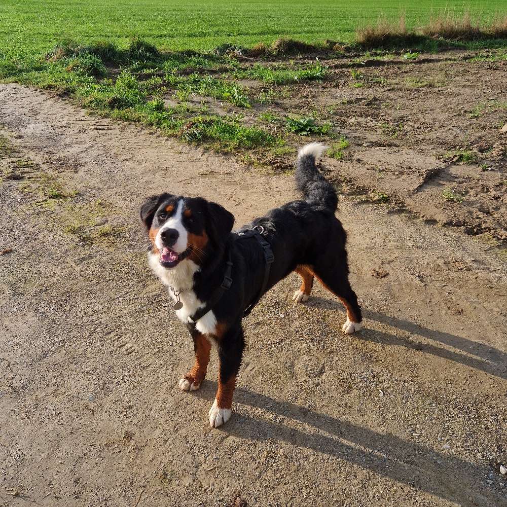 Hundetreffen-Mia sucht Bekanntschaften-Profilbild