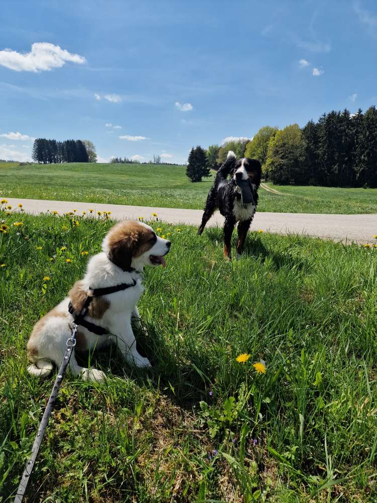 Hundetreffen-Welpentreffen-Profilbild