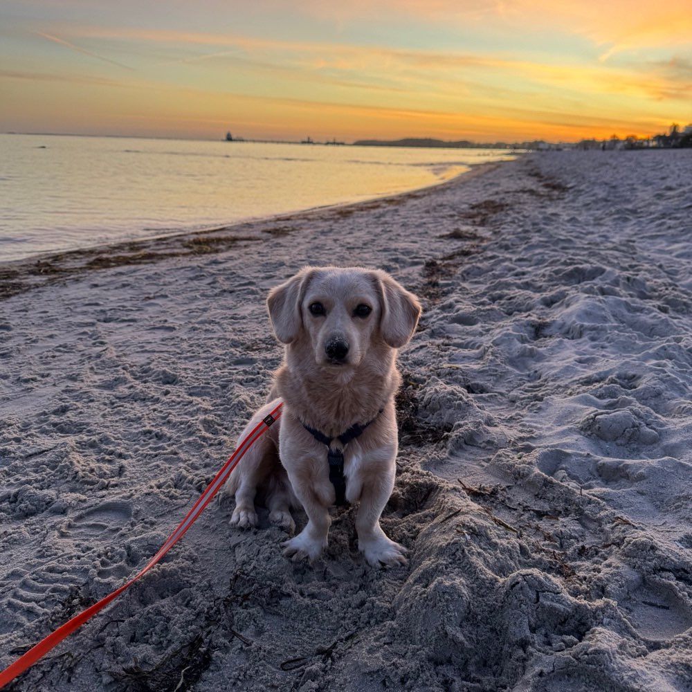 Hundetreffen-Spiel- und Trainingsgefährte für meinen 1 Jährigen Rüden gesucht 😊😊-Profilbild