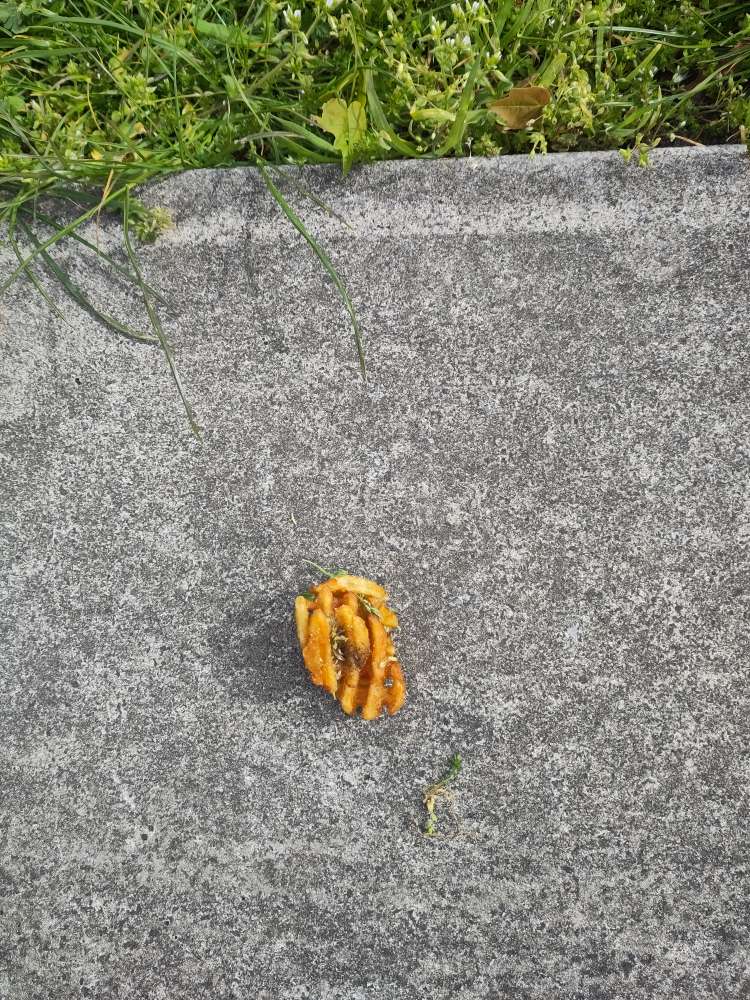 Giftköder-Möglicher Giftköder-Profilbild