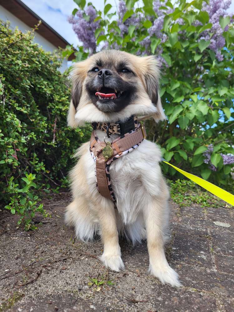 Hundetreffen-Spiele oder Gassi runde-Profilbild