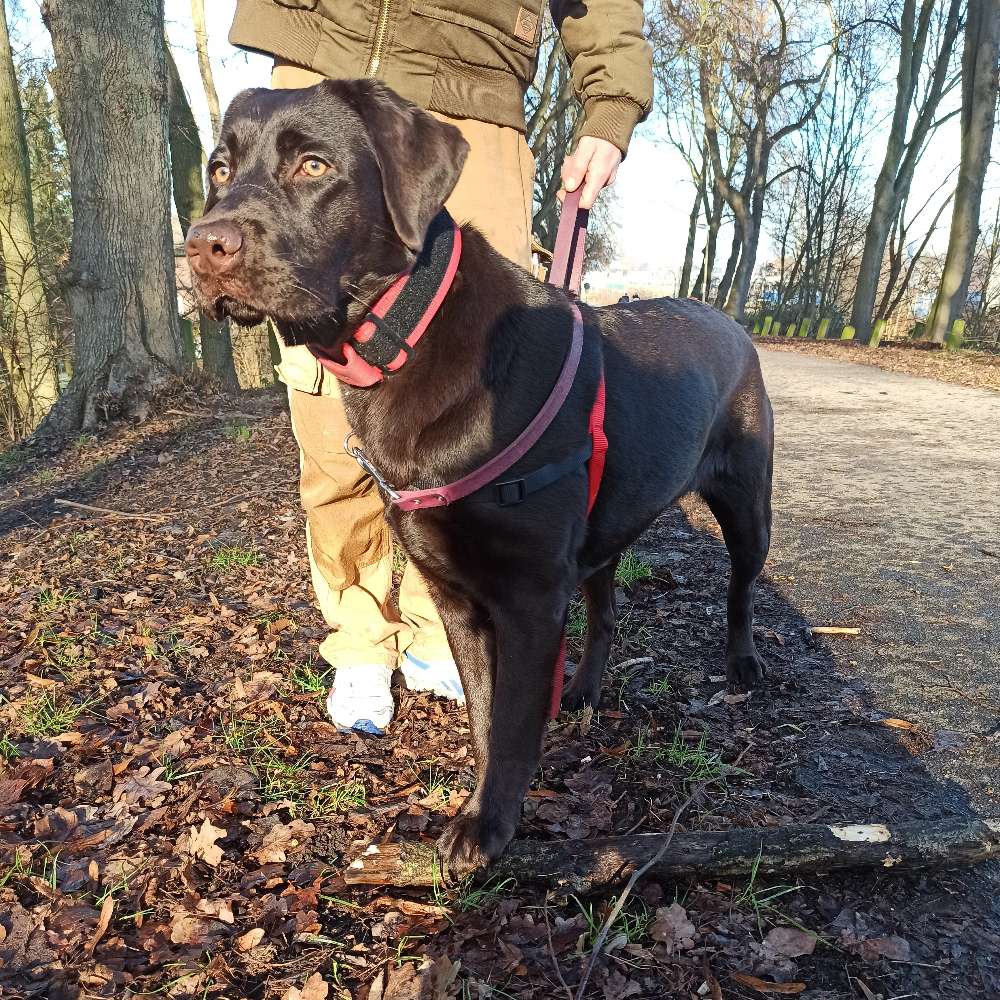 Hundetreffen-Gassi-Runde-Profilbild