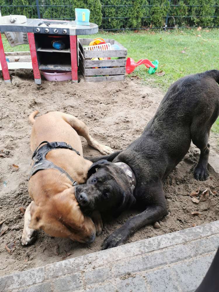 Hundetreffen-Molossertreffen-Profilbild