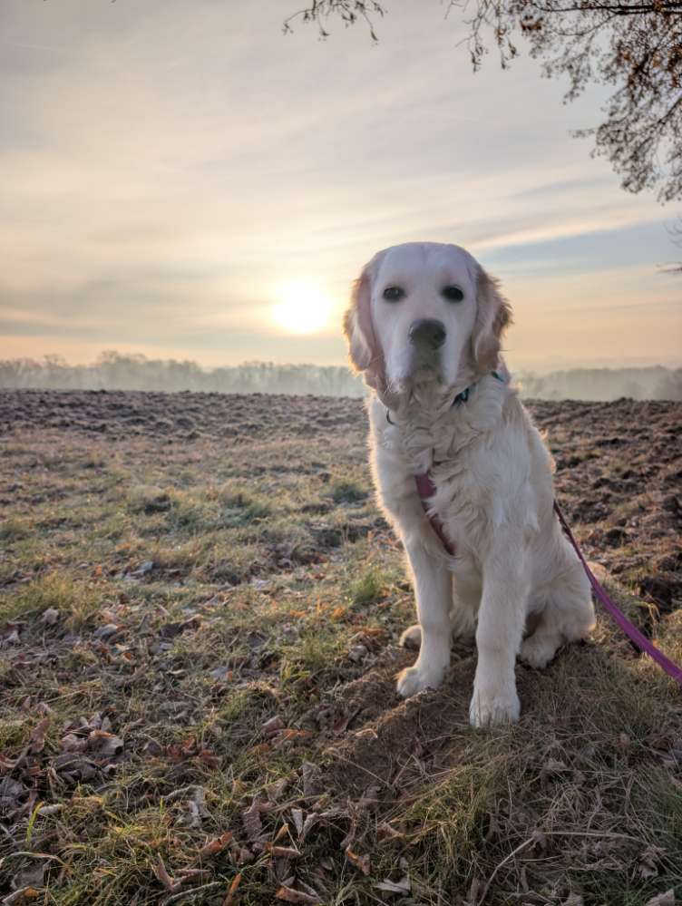 Hundetreffen-Spiel/spaziergangtreff-Profilbild