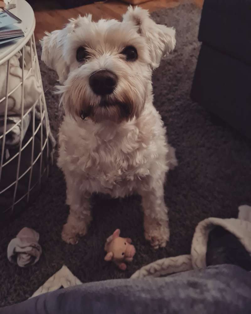 Hundetreffen-Meine kleine Shirley sucht neue Spielfreunde 🤗🐶-Profilbild