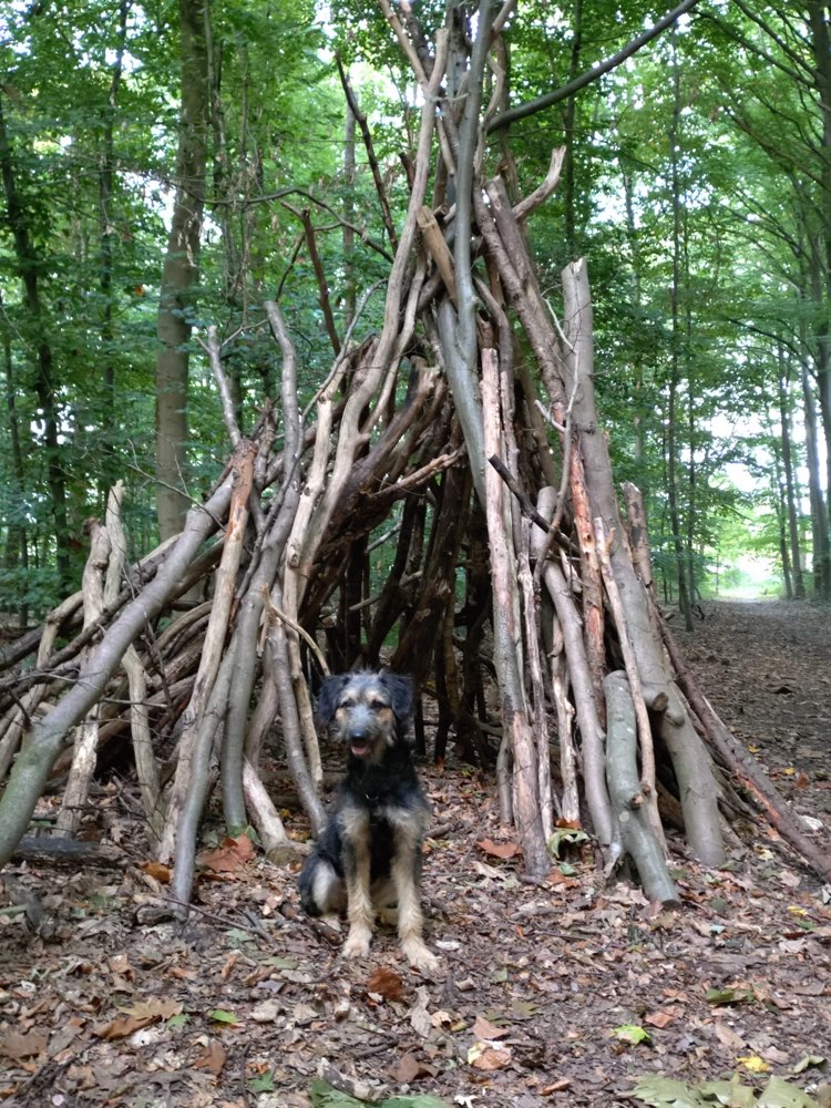 Hundetreffen-Spieltreffen-Profilbild