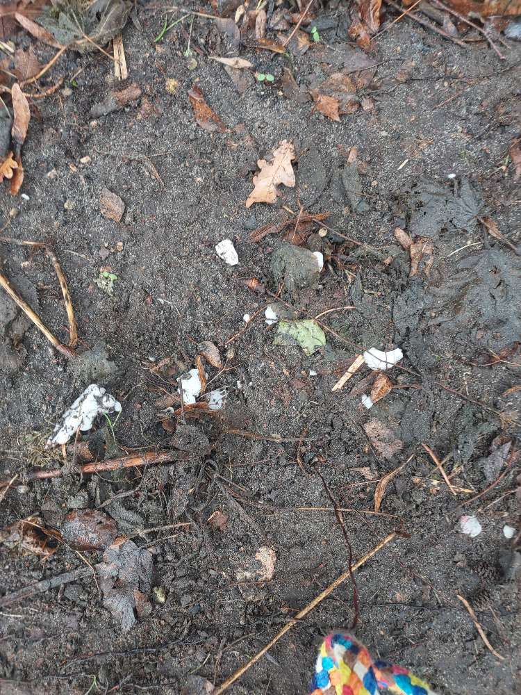 Giftköder-Vermutlich Giftköder-Profilbild