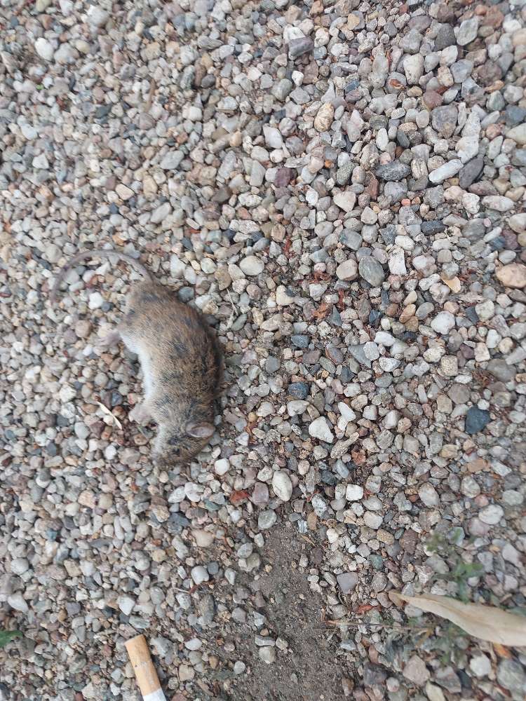 Giftköder-Tote Ratten & Mäuse am Földerichplatz-Profilbild