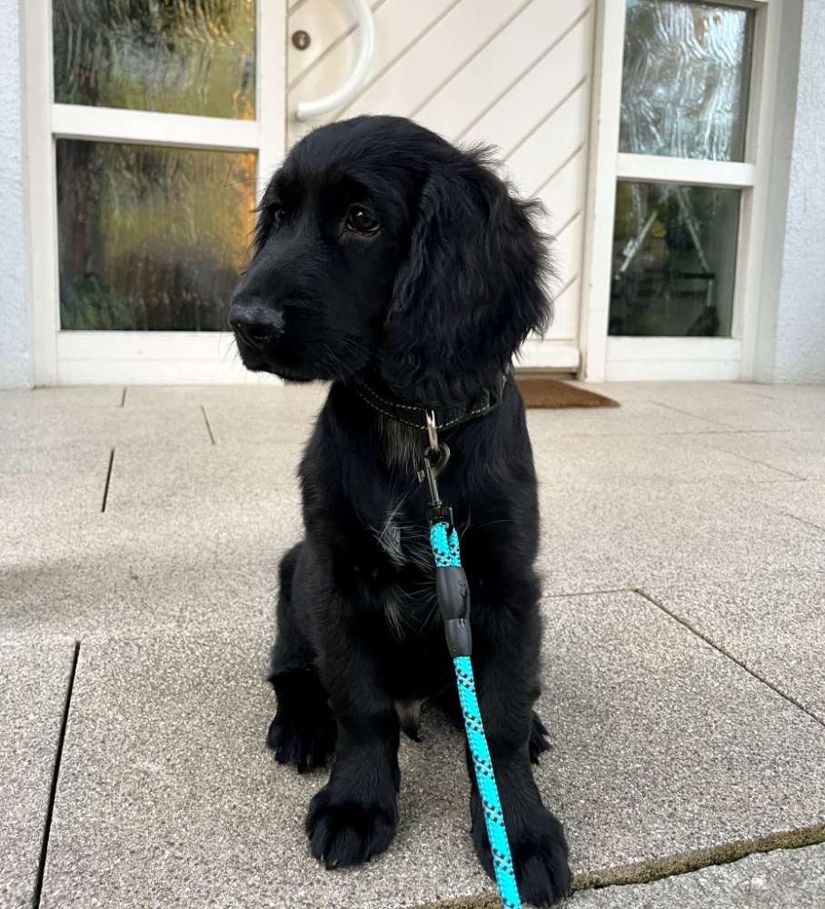 Hundetreffen-Welpentreffen in güglingen-Profilbild