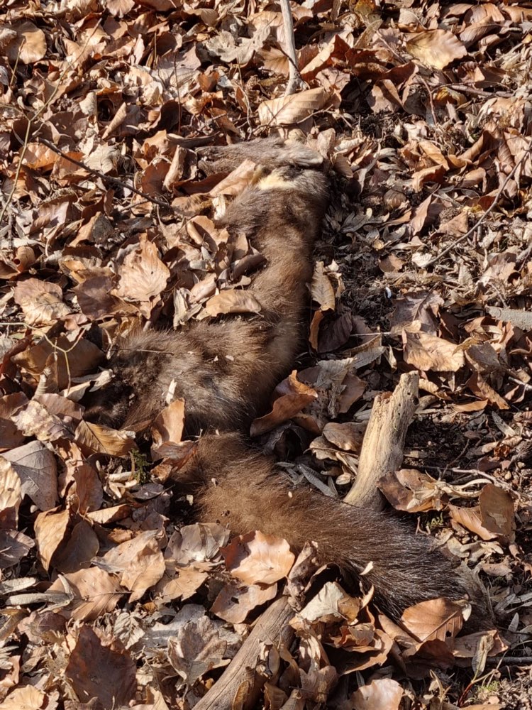 Giftköder-Toter Steinmader-Profilbild