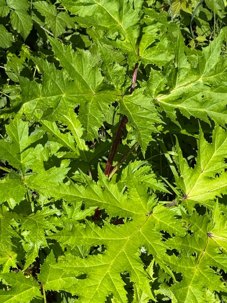 Giftköder-Riesenbärenklau-Profilbild